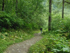 This is the beginning of the trail. Into the forest.